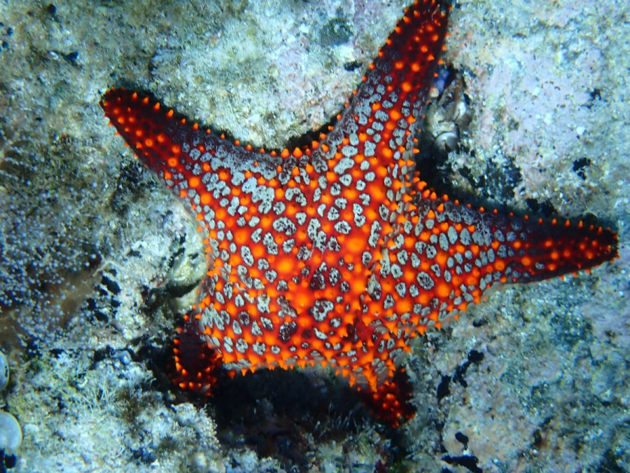 Sea Stars in the Loreto Marine Park!